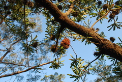 Banksia aemula