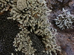 Lecanora phryganitis