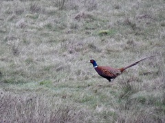 Phasianus colchicus