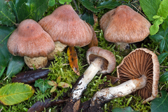 Cortinarius semiodoratus