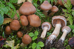 Cortinarius semiodoratus