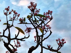 Plumeria rubra