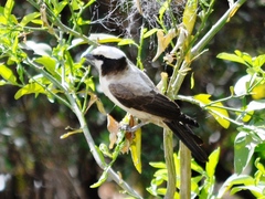 Eurocephalus anguitimens