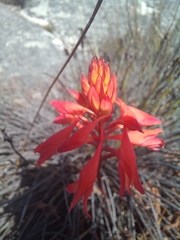 Disa ferruginea