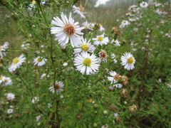 Symphyotrichum × versicolor