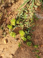 Barleria macrostegia