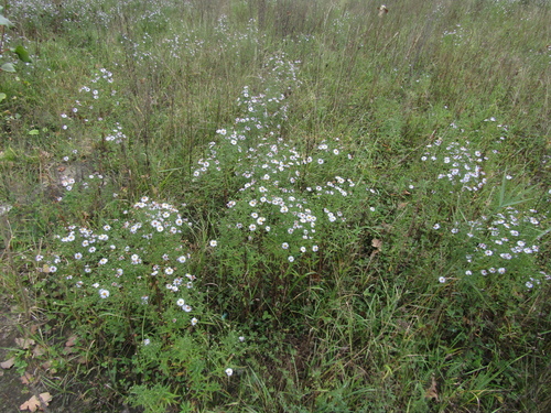 Symphyotrichum × versicolor, photograph 1