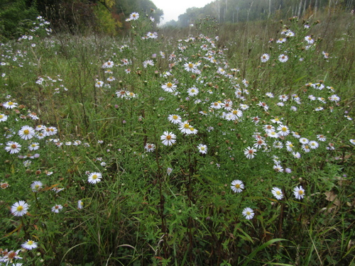 Symphyotrichum × versicolor, photograph 2