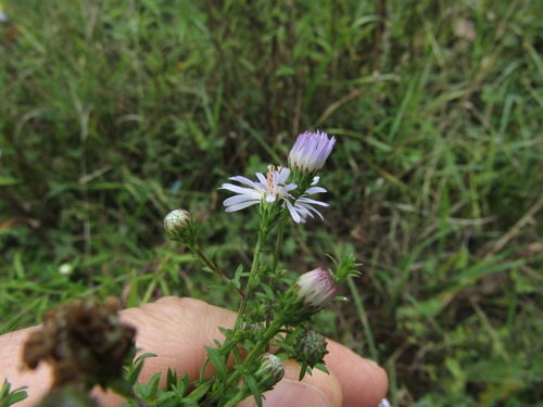 Symphyotrichum × versicolor, photograph 3