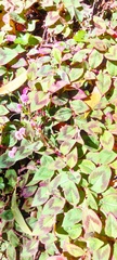 Persicaria capitata
