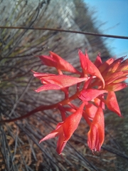 Disa ferruginea