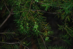 Persoonia virgata