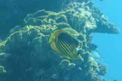 Chaetodon fasciatus