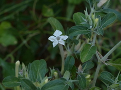 Barleria acanthoides