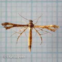 Xyroptila oenophanes