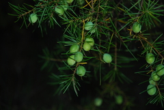 Persoonia virgata