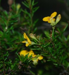 Persoonia virgata