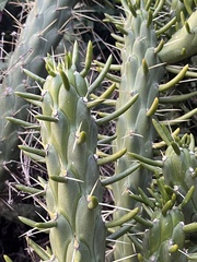 Austrocylindropuntia subulata