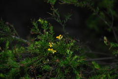 Persoonia virgata