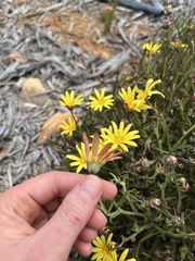 Arctotis scabra