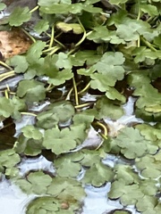 Hydrocotyle ranunculoides