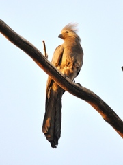 Corythaixoides concolor bechuanae