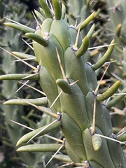 Austrocylindropuntia subulata