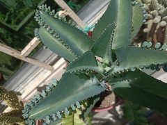 Kalanchoe laetivirens
