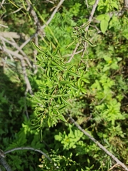 Searsia rigida