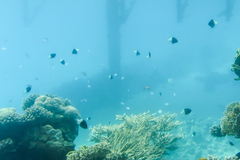 Pycnochromis dimidiatus