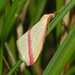 Rhodometra sacraria - Photo (c) Hectonichus，保留部份權利CC BY-SA