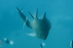 Amblyglyphidodon indicus