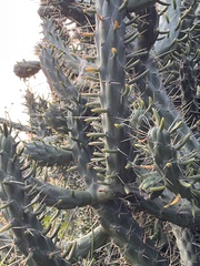 Austrocylindropuntia subulata