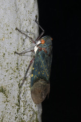 Scaralis picta