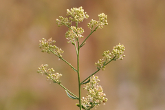 Lepidium latifolium