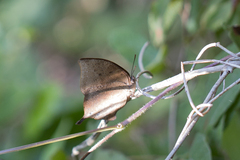Memphis moruus