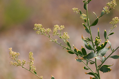 Lepidium latifolium