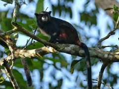 Saguinus fuscicollis