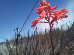 Disa ferruginea