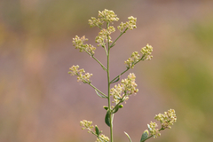 Lepidium latifolium
