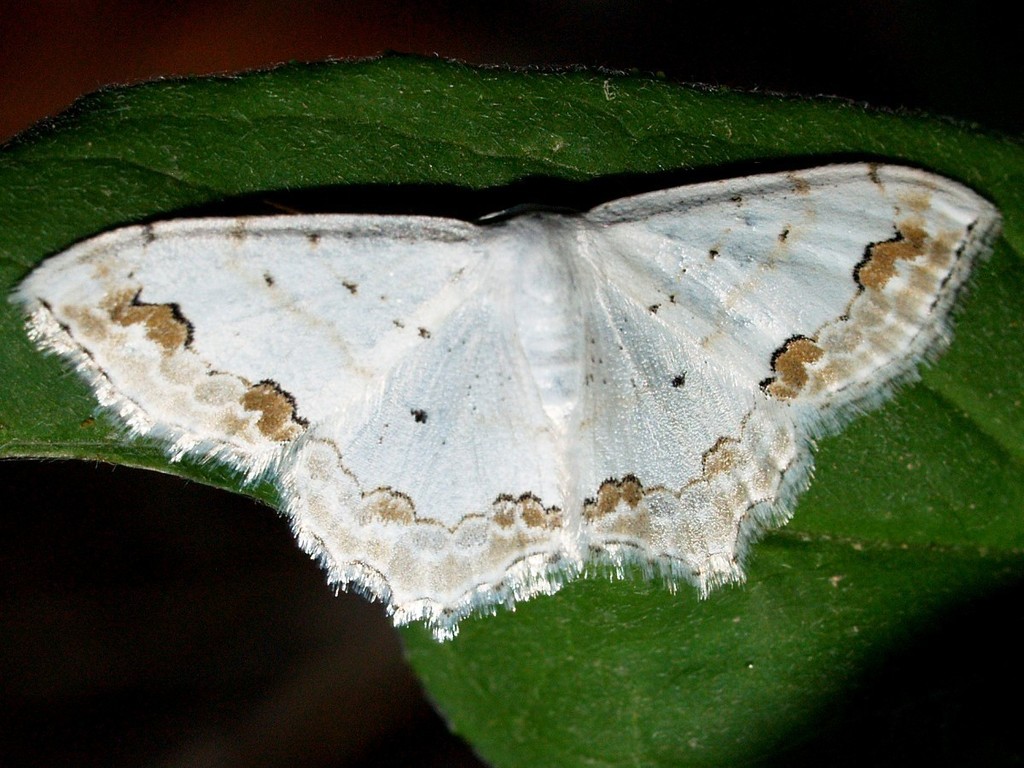 Lace Border