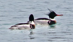 Mergus serrator