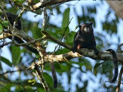 Saguinus fuscicollis