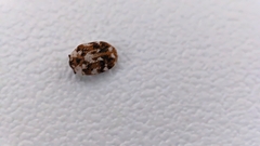 Anthrenus picturatus