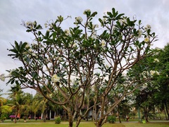 Plumeria obtusa