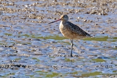 Limosa fedoa