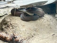 Boa constrictor ortonii