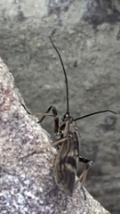 Macrostemum zebratum