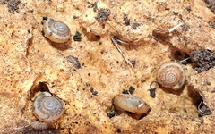 Polygyrinae