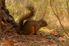 Sciurus nayaritensis